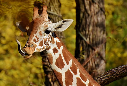 giraffe near trees thumbnail