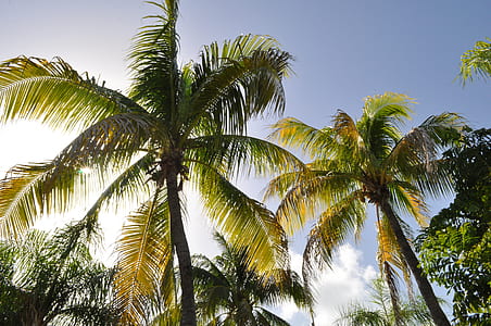 green coconut trees under white clouds and blue sky at daytime thumbnail