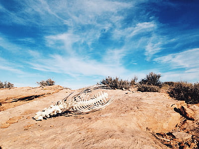 animal skeleton on desert during daytime thumbnail
