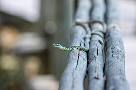 shallow focus photo of green and blue snake thumbnail