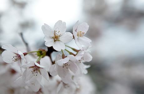 shallow focus photography of white flowers during daytime thumbnail