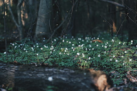 landscape, clouds, flowers, forest thumbnail