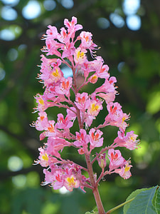 Red Buckeye, Inflorescence thumbnail