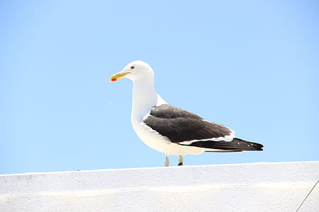 white and black seagull bird on white surface thumbnail