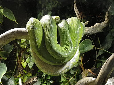 green snake on tree branch thumbnail