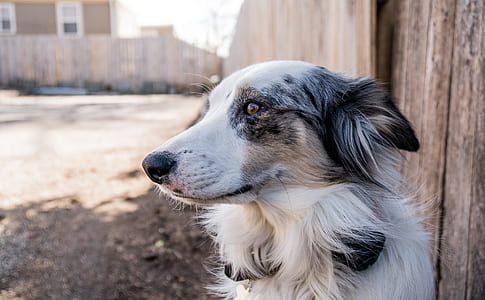 white, grey, and black Australian shepherd near brown wooden fence during daytime thumbnail