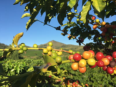 small round red and green fruits on focus photo thumbnail