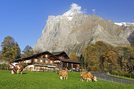 brown-and-white cattles near house at daytime thumbnail