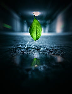 selective focus photo of falling green leaf above water thumbnail