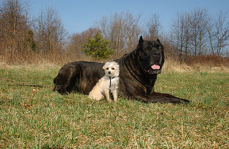 adult black cane corso and white puppy lying on ground thumbnail