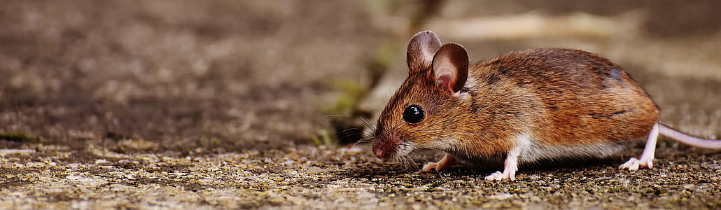shallow focus photography of brown mice thumbnail