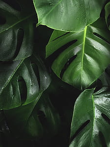 shallow focus photography of green leafed plants thumbnail