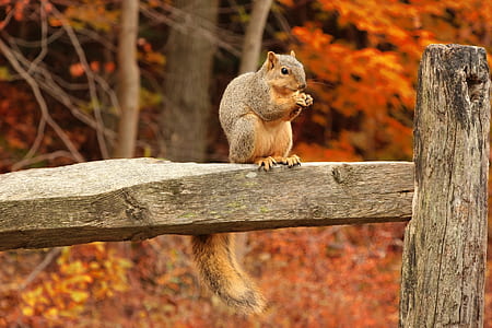 brown squirrel thumbnail