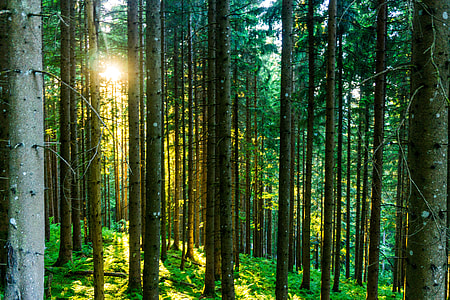 trees in the forest at daytime thumbnail