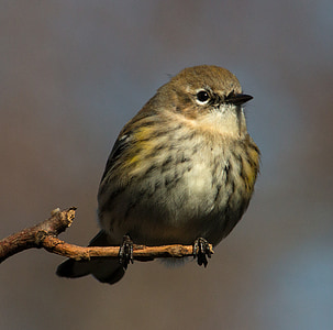selective focus photography of brown bird perching on tree twig thumbnail