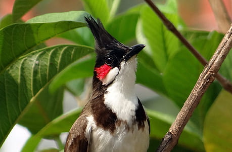 red-whiskered bulbul perched on branch thumbnail