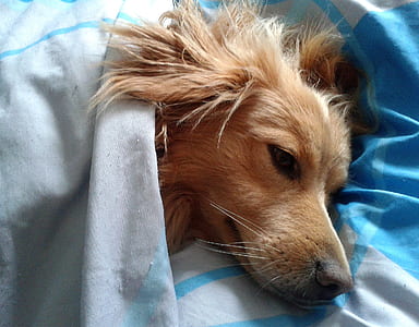golden retriever puppy lying on the blue textile thumbnail