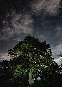 green trees thumbnail