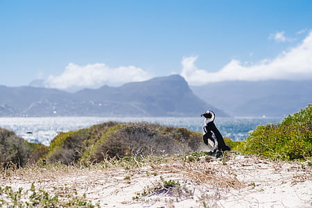 white and black bird on mountain thumbnail