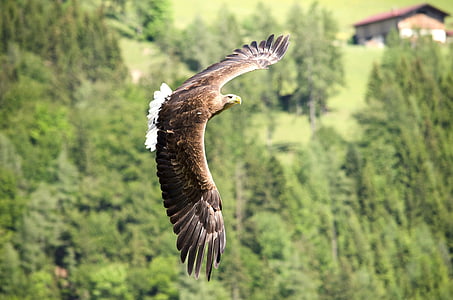 shallow focus photography of flying red hawk thumbnail