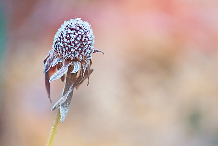 brown flower macro photography at daytime thumbnail