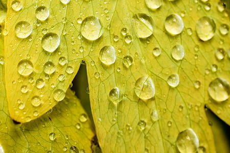 nature, texture, leaf, leaves thumbnail