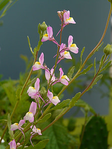 Summer Toadflax, Roadside Toadflax thumbnail