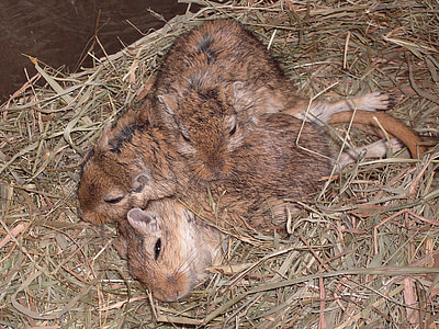 two brown rodents thumbnail