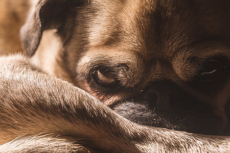 focus photography of adult fawn pug thumbnail