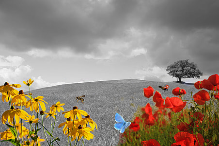 selective color photography of rose thumbnail