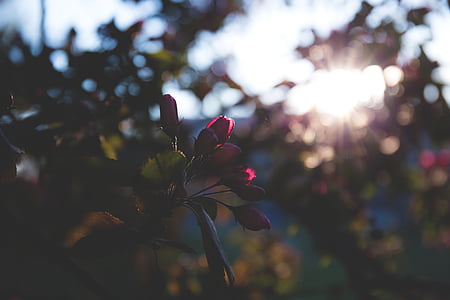 red flowers at sunset thumbnail