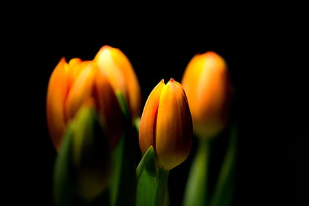 orange tulips thumbnail