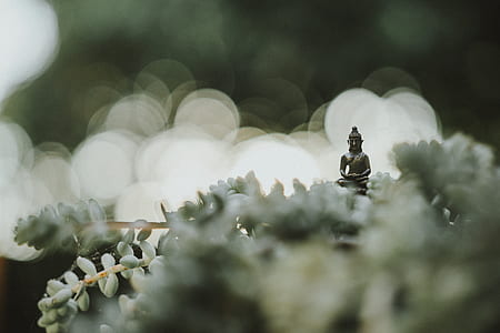 selective focus photography of Buddha figurine thumbnail