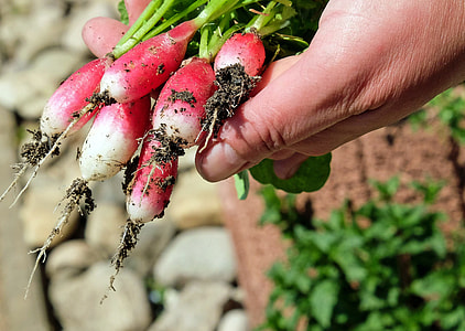 selective photo of red and white vegetables thumbnail