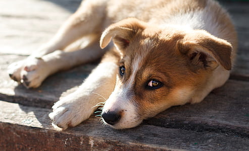 white and brown Carolina puppy thumbnail