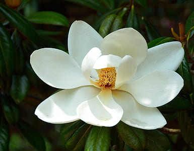 white magnolia flower in close up photography thumbnail