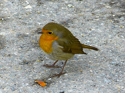 yellow and gray bird thumbnail