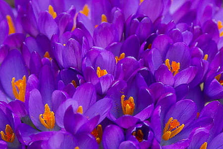 closeup photo of purple petaled flowers thumbnail