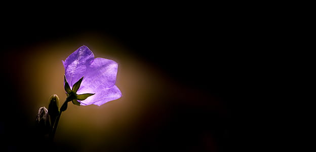 purple bell flower thumbnail