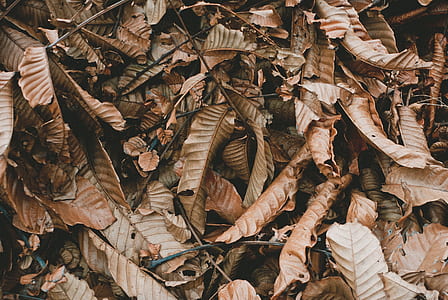 photo of withered leaves thumbnail