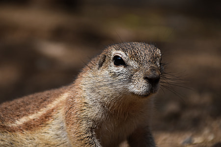 A Squirrel Called Cape, The Squirrel thumbnail