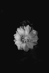 macro photography of white flower thumbnail