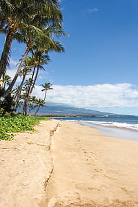 photo of seashore beside palm trees thumbnail