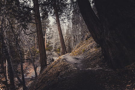 nature, dirty, forest, trees thumbnail