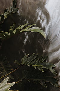 plant, garden, greenhouse, green thumbnail