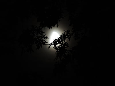 leafed tree during night time thumbnail