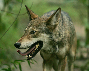 gray wolf on focus photo thumbnail