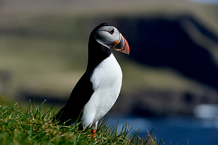 bird, puffin, animal, nature thumbnail