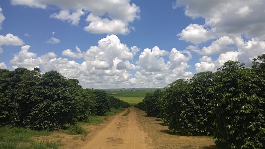 pathway surrounded with trees under cloudy sky thumbnail