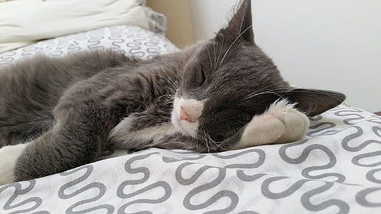 black cat laying on bed thumbnail